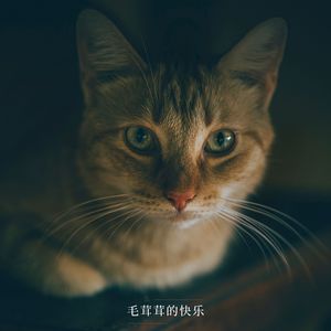 柔软云朵的旋律 (猫舍音乐)