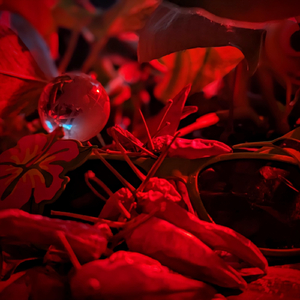 Scotch Bonnet
