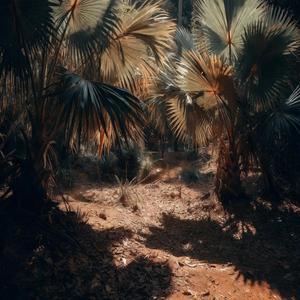 Palme Panama