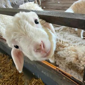 一棵会开花的树