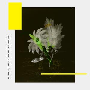 Codariocalyx motorius (feat. Thi Fisher)