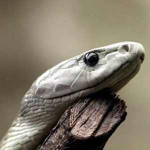 mask off(lnstrumental）