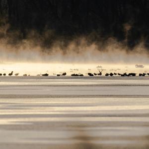 Semipalmated heavy metal