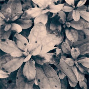 Canto I (Della Sopravvivenza)