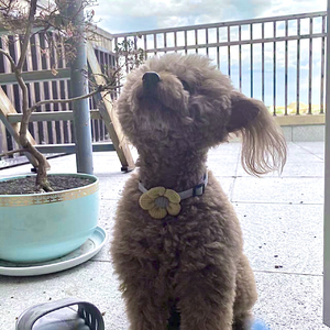 如果我是一只小狗 我要尿在你床上