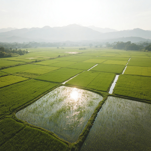 Jitbari Meet Me Where We Won't Know Each Other