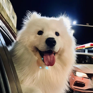 这个世界不会好