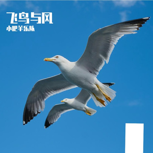飞鸟与风