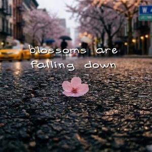 blossoms are falling down