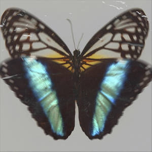 Kelebeklerin Ömründen