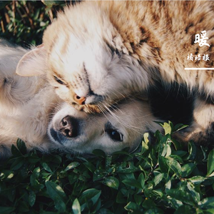 太一-Lutra（橘培根 Remix）