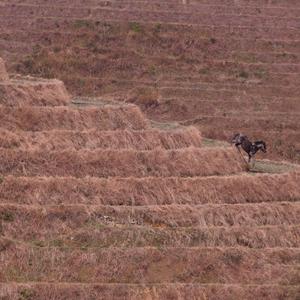 一个朋友，普希金（Demo）