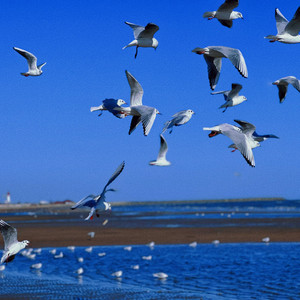 我在夏夜的风里祝你快乐