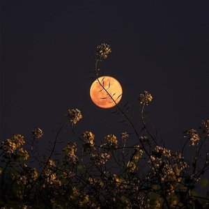 吉他指弹--《星月神话》