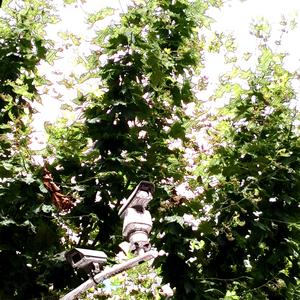 machiavellian embrace