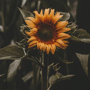 星帝-我的心可不冷（人间城 remix）