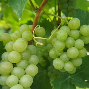 청포도