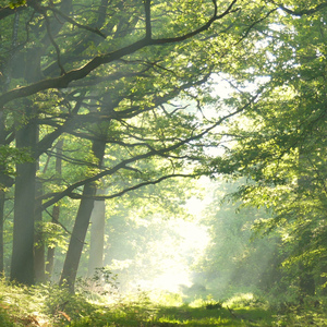 理想の朝に耳を傾ける