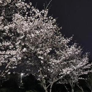 花开花落