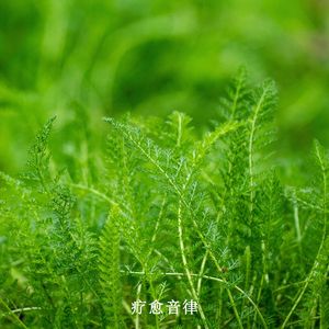 静心品茶专用