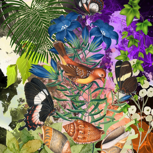 Pancingan Burung Murai