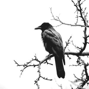 Поездка по Монголии (feat. E.Carriego)