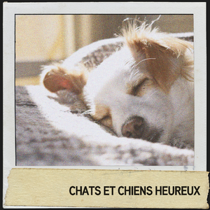 chiots rêveurs