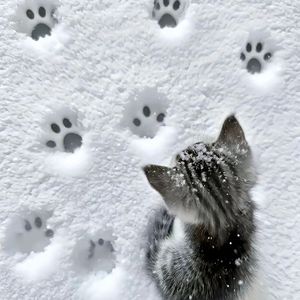 赦免那个还爱你的我