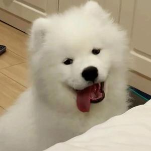 最好的都给你