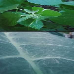 Healt God To Perfect Doctor