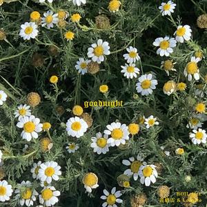 goodnight(feat.黃格雷)