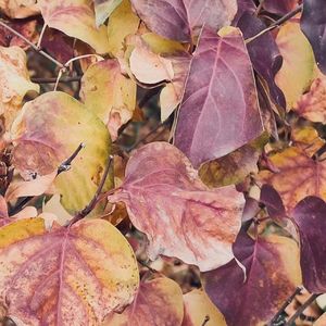 带我去找夜生活（NordicWang Remix）