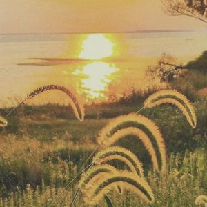 土坡上的狗尾巴草（DJ版）