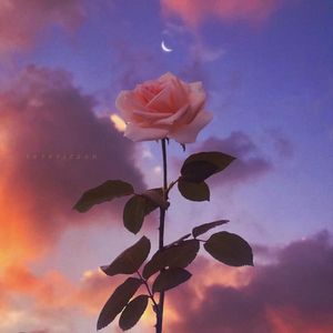 【Free】落日橘子海