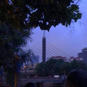 没有小王子的玫瑰花