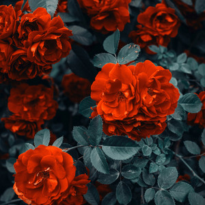 Demandes moi ce que tu veux