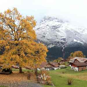 苍白 (减轻焦虑扬琴曲)