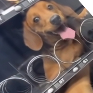 Yes, Baby - Be More Maggie About it