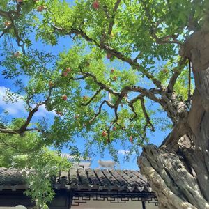 夏末