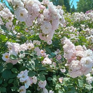 花开的季节（纯音乐）