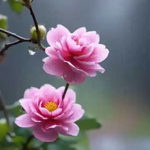 要去有你在的地方