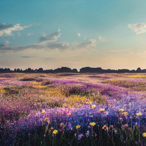 Quintessential Smell