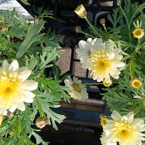 ビターバカンス