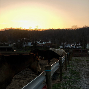 Mullein Ash (Live Session)