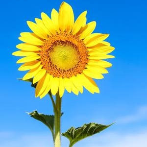 做自己的向日葵