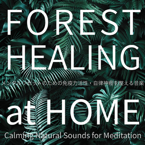 精神安定ソルフェジオ -Healing Forest- (寝落ちのピアノの森 α波→θ波→δ波)