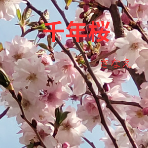 千年桜