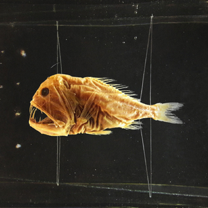 Prisão (Que Liberta)