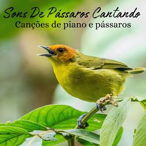 Canções de piano e pássaros, Pt. 21