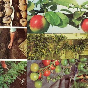 Fields of Wet October Gold